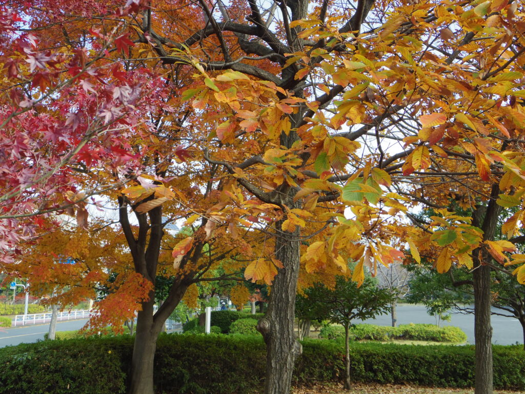 紅葉 | Kozupon.com